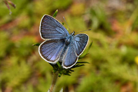 golubyanka butterfly sitting on the grassの写真素材