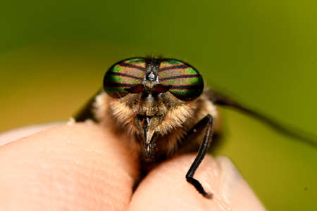 the gadfly sits on the fingers of the handの写真素材