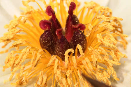 white peony flower coreの写真素材