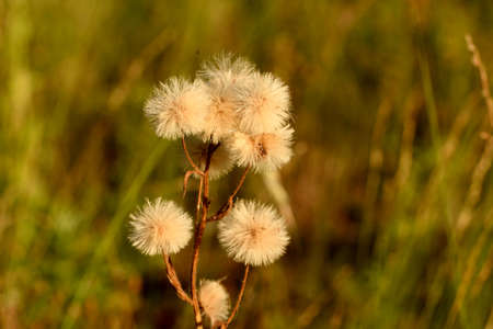 dandelion seeds in the fieldsの写真素材