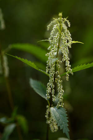 nettles bloomed in the forestの写真素材