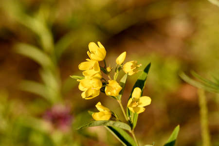 in the forest blossomed loosestrife Daurianの写真素材