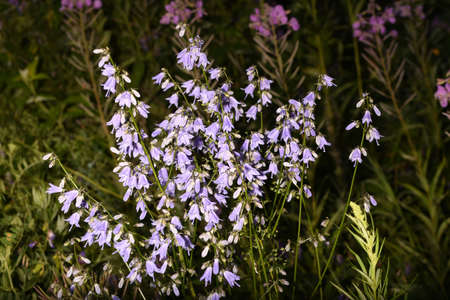 blue bluebells bloomed in the forestの写真素材