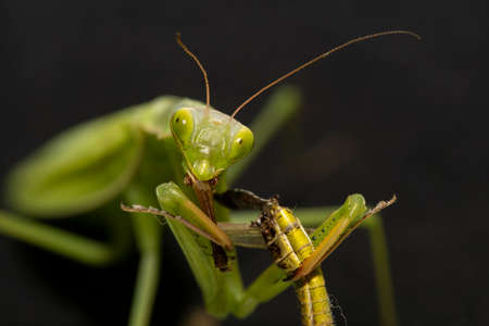 green mantis eats a grasshopperの写真素材