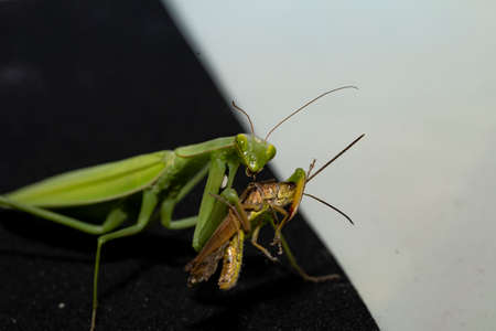 the green mantis caught a grasshopper