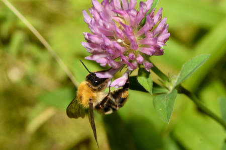 red bumblebee pollinates a flowerの写真素材