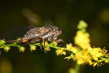 insect Cicada on a blade of grassの写真素材