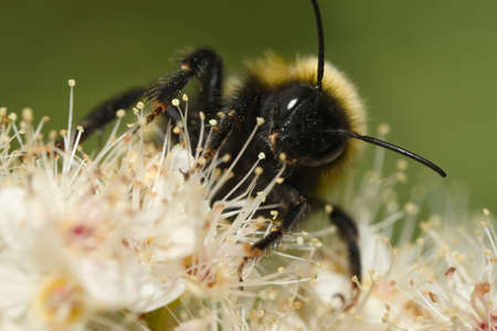 red bumblebee pollinates a flowerの写真素材
