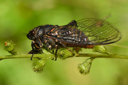 insect Cicada on a blade of grassの写真素材