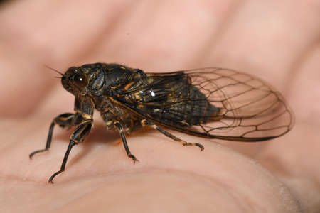 insect cicada on the handの写真素材