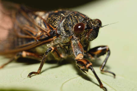 insect Cicada on a leafの写真素材