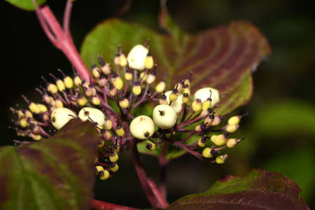 Snowberry berries on a branchの写真素材