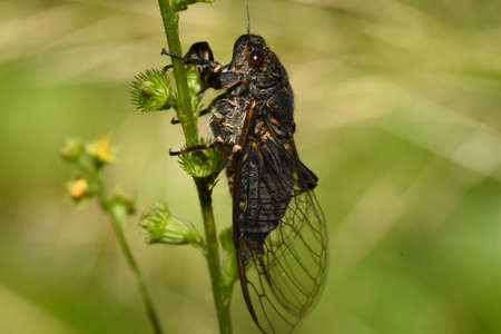 insect Cicada on a blade of grassの写真素材