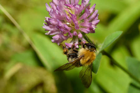 red bumblebee pollinates a flowerの写真素材