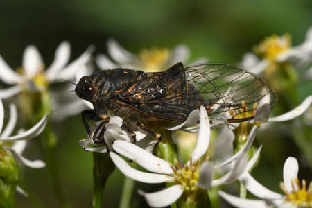 insect Cicada on flowersの写真素材