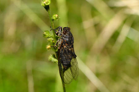 insect Cicada on a blade of grassの写真素材