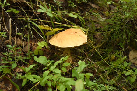 mushroom boletus in the forest grassの写真素材