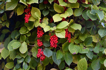 red Schizandra berries on the bushesの写真素材