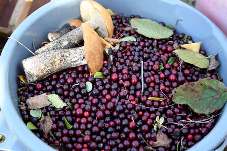 cranberries and mushrooms in a bucketの写真素材