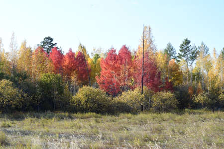 yellow and red trees in autumn in the forestの写真素材