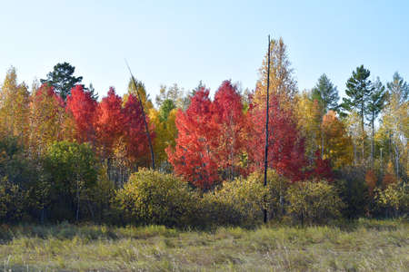 yellow and red trees in autumn in the forestの写真素材