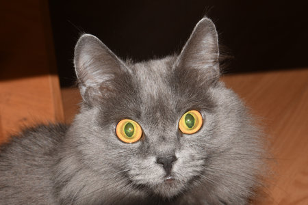head of a gray purebred catの写真素材