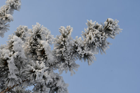 pine branch in the snowの写真素材