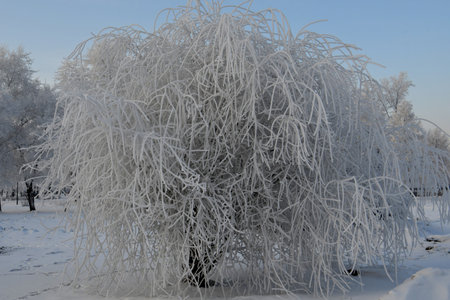 Weeping willow in snow frostの写真素材