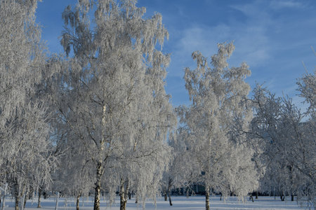 white birches in snow frostの写真素材