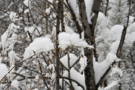 branches and trees in a snow-covered forestの写真素材
