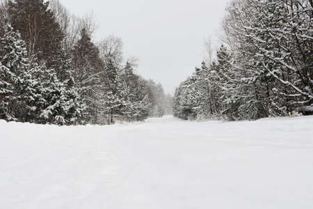 a road in a snow-covered forestの写真素材