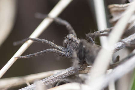 black spider steed in dry grass