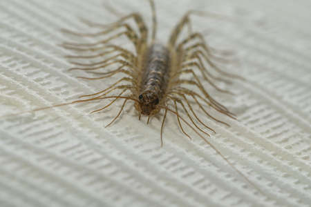 common flycatcher millipede on the wallの写真素材