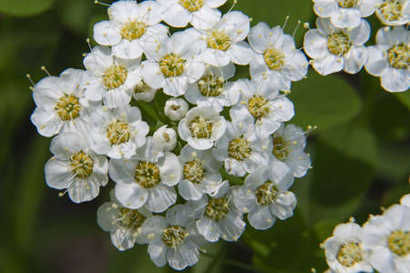 inflorescences of forest meadowsweet