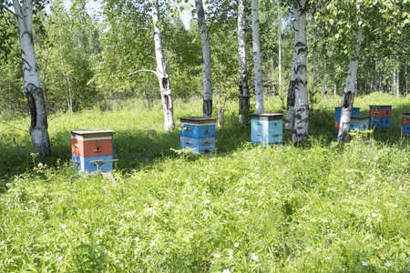 apiary with beehives in the forest