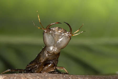 the head of the larva of a floating beetle with a jawの写真素材