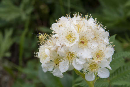 the wasp-like sawfly sits on a flowerの写真素材