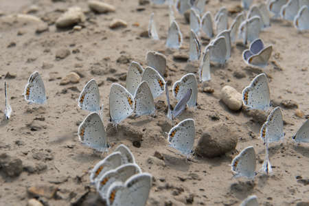 pigeon butterflies on the ground