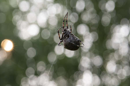 spider cross on the webの写真素材