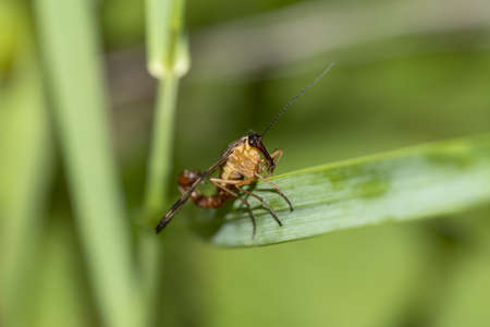 common scorpion insect on a leaf