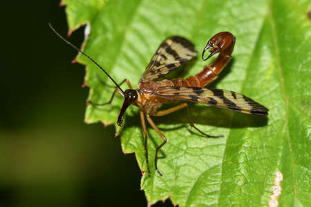 common scorpion insect on a leaf