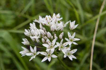 white wild onion flowers
