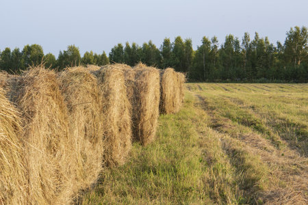 hay in rolls on the field