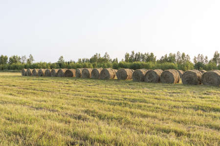 hay in rolls on the field
