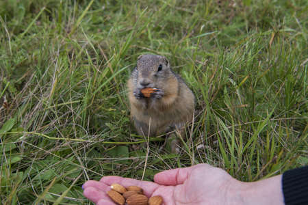 a young ground squirrel nibbles nuts