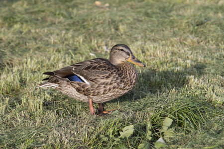 a wild duck is standing on the groundの写真素材