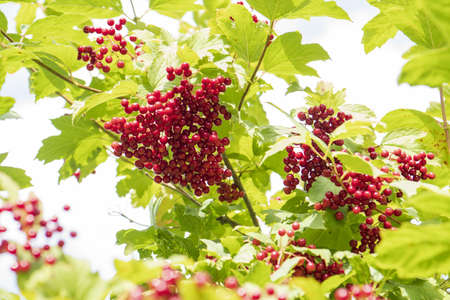 viburnum berries on the branchesの写真素材