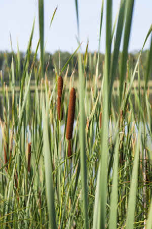green cattail near the waterの写真素材