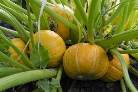 yellow pumpkins on the bushesの写真素材