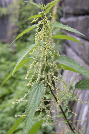 nettle dioecious blooms close-up